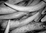APA News - Mozambique probes disappearance of 763kg of ivory