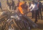 The Guardian - Mozambique burns world's largest rhino horn seizure