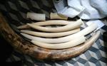 allAfrica - Elephant Tusks Seized in Maputo Market