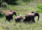 The Guardian - Poachers killed half Mozambique's elephants in five years