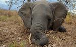 Club of Mozambique - Ivory seized in Cambodia is from elephants slaughtered in Mozambique